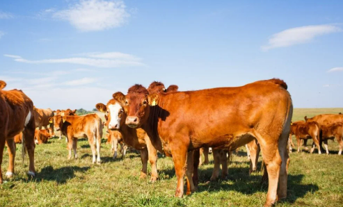 Argentina suspende importaciones de productos de origen animal ante el brote de fiebre aftosa en&nbsp;Alemania