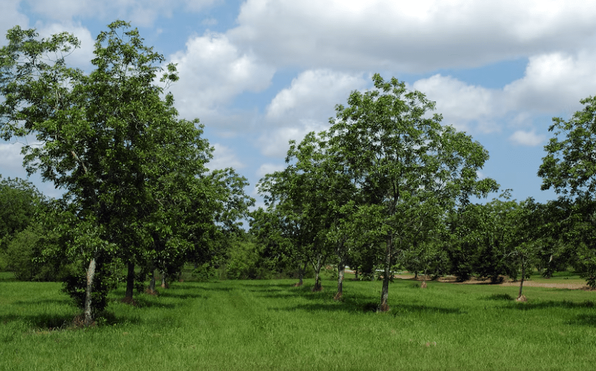 El súper fruto que trajo Sarmiento a la Argentina y que hoy exporta el 70% de su&nbsp;producción