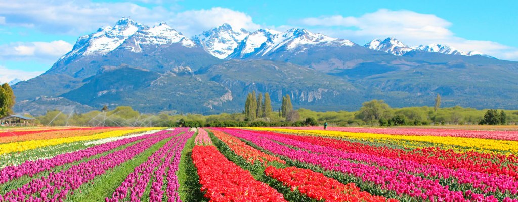 Trevelin, el valle de los tulipanes: la ciudad galesa que eligió ser argentina y cambió la historia de la&nbsp;Patagonia